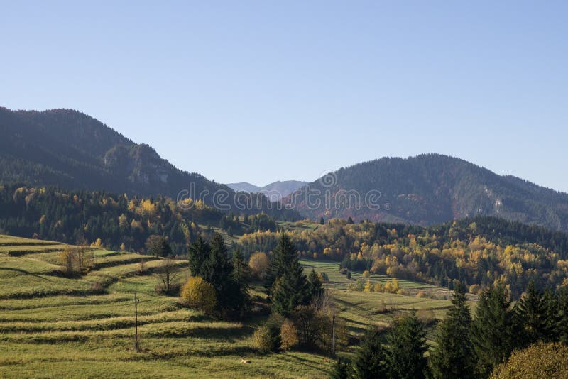 Colorful autumn leaves on the trees in nature.