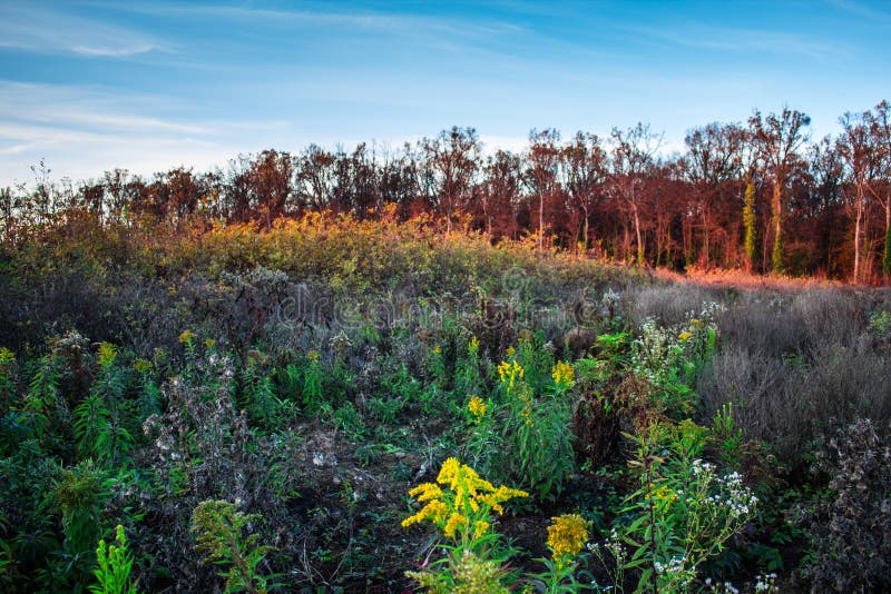 Beautiful colorful autumn meadow and forest full of flowers stock image Beautiful colorful autumn meadow and forest full of flowers stock image