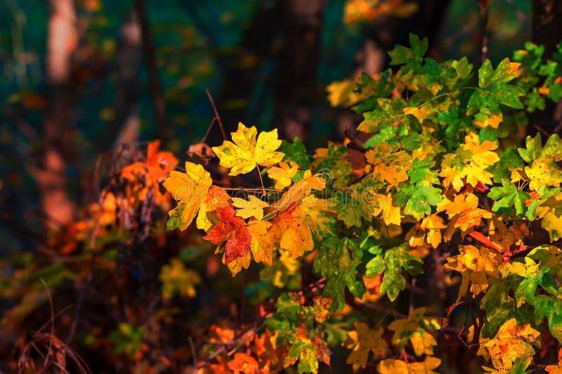 Beautiful colorful autumn tree leaves in the forest royalty free stock photography