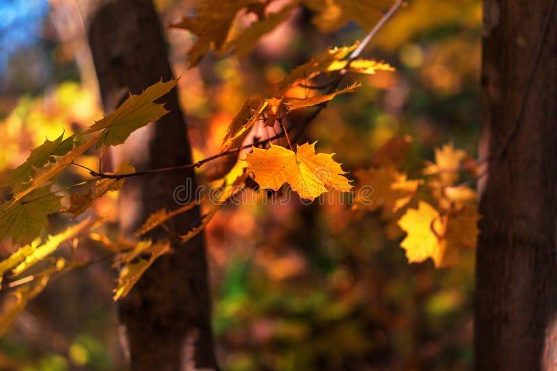 Beautiful colorful autumn tree leaves in the forest royalty free stock photos