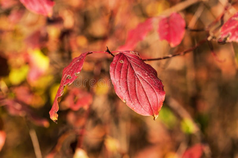 Beautiful colorful autumn tree leaves in the forest royalty free stock image