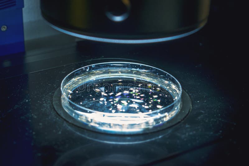 Beautiful colorful bacterial culture in petri dish laboratory fungus and bacteria stock images Beautiful colorful bacterial culture in petri dish laboratory fungus and bacteria stock images
