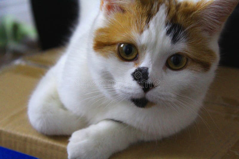 A Beautiful Colorful Cat Of Spain Stock Image Image of feline, animal