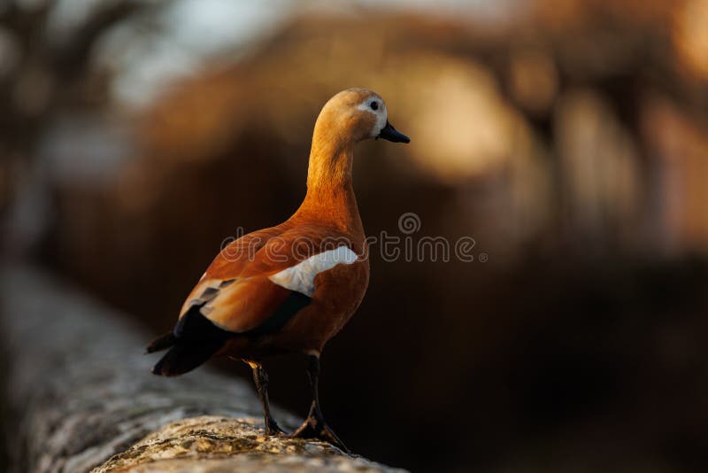 Colorful Orange Duck in Nature Stock Image - Image of beauty, lake: 241268143