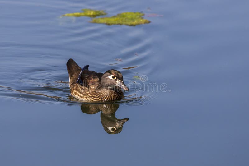 Beautiful colorful duck in water pond stock photos