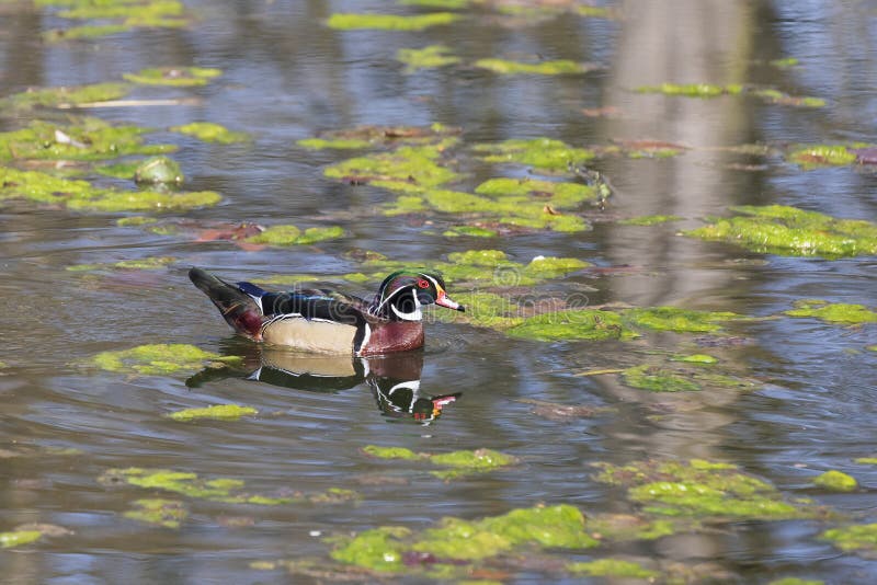Beautiful colorful duck in water pond royalty free stock photo