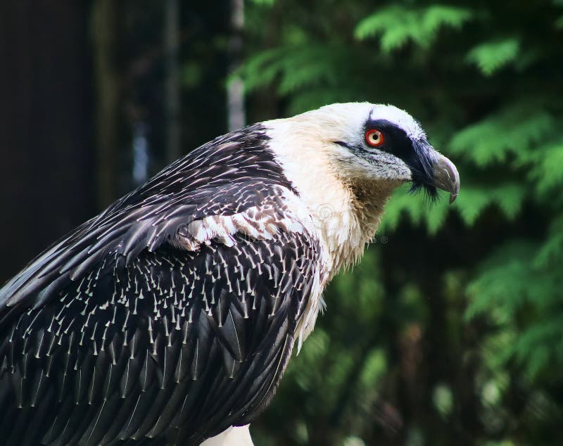 Beautiful Exotic Birds Stock Image Image Of Breeding