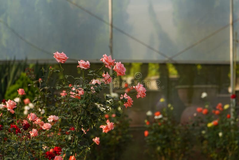 Roses bloom in plastic greenhouse in dalat royalty free stock image Roses bloom in plastic greenhouse in dalat royalty free stock image