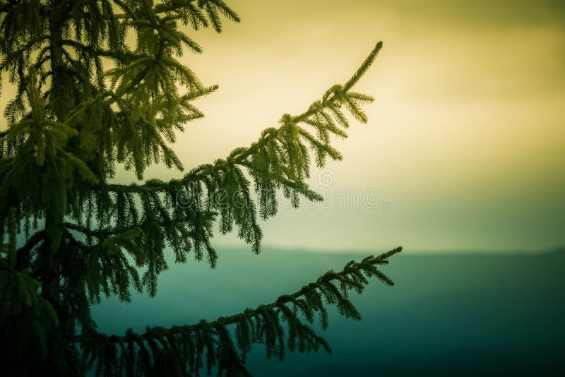 A beautiful, colorful fir branch in the mountain forest.