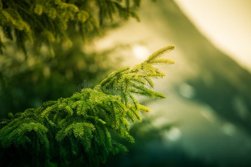 A beautiful, colorful fir branch in the mountain forest.