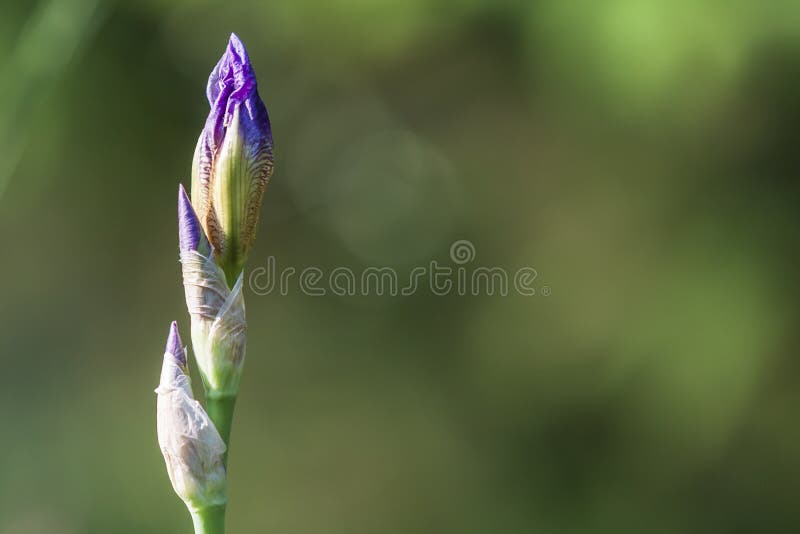 Beautiful colorful flower. Pop Iris - Irises on a green background royalty free stock photos