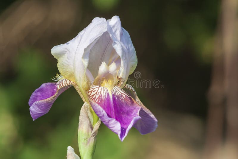 Beautiful colorful flower. Pop Iris - Irises on a green background stock images