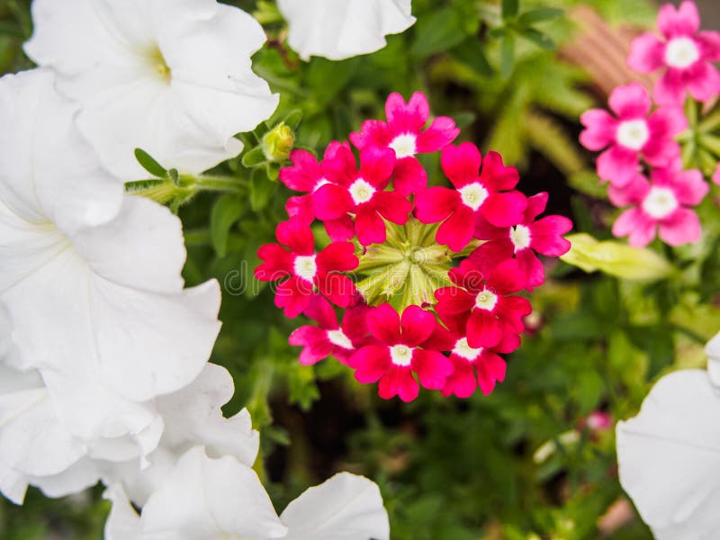 Beautiful colorful flowers on the nature background