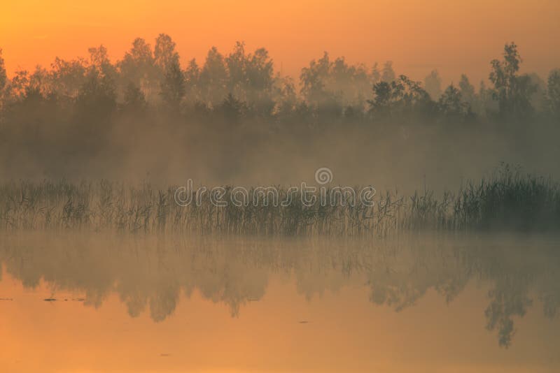 A Beautiful Colorful Landscape Of A Misty Swamp During The Sunrise