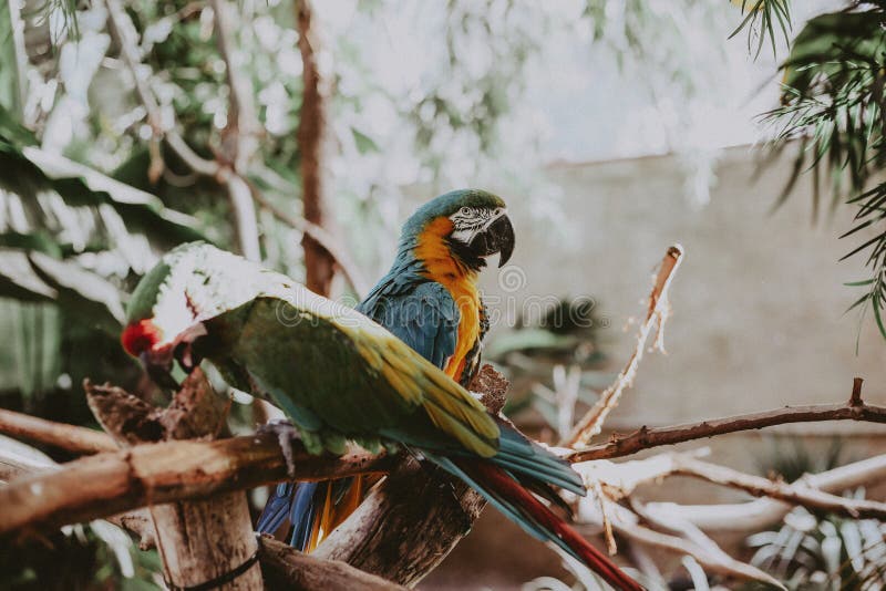 Beautiful colorful macaw parrots on thin branches of a tree in a park.