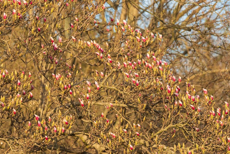 Beautiful colorful magnolia flowers on a large tree royalty free stock images
