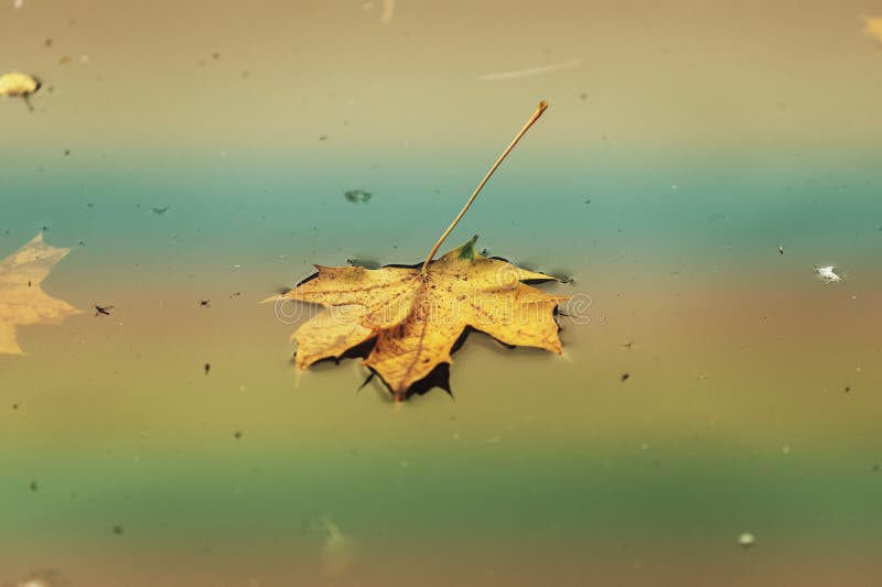 A beautiful colorful maple leaf is fallen on the water royalty free stock photo