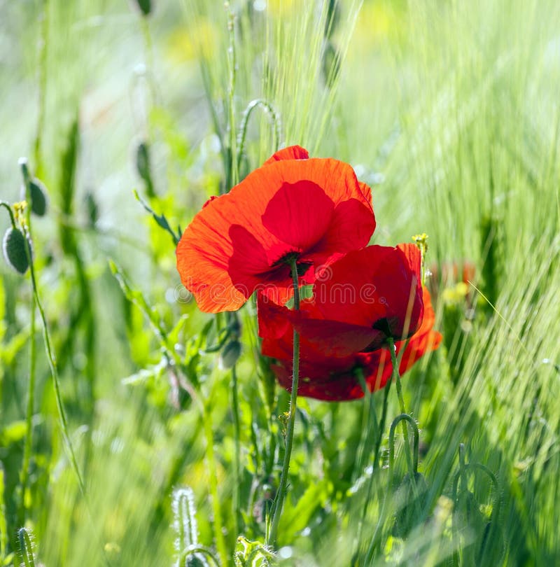 Beautiful colorful meadow