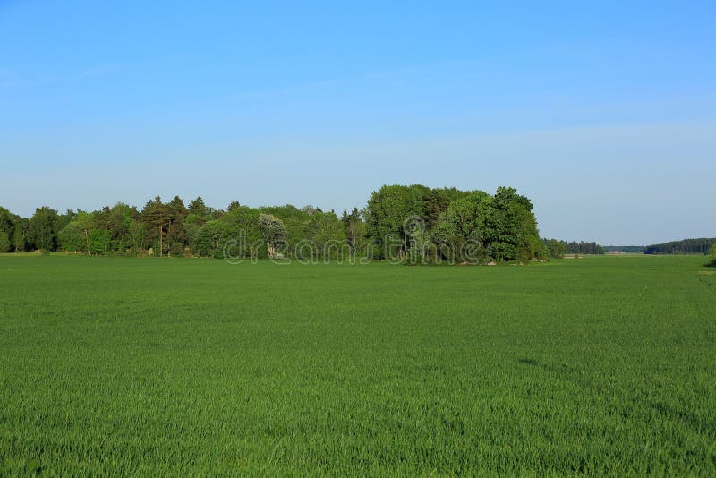 Beautiful colorful natural landscape, Green field and trees on blue sky background.