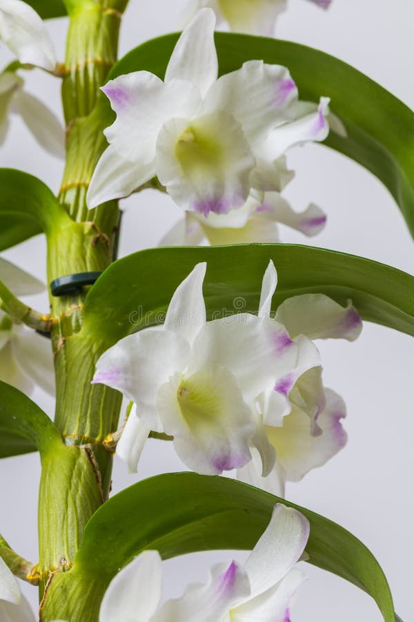 Beautiful Colorful Orchid Flowers. the Background is Light Stock Image Image of fresh