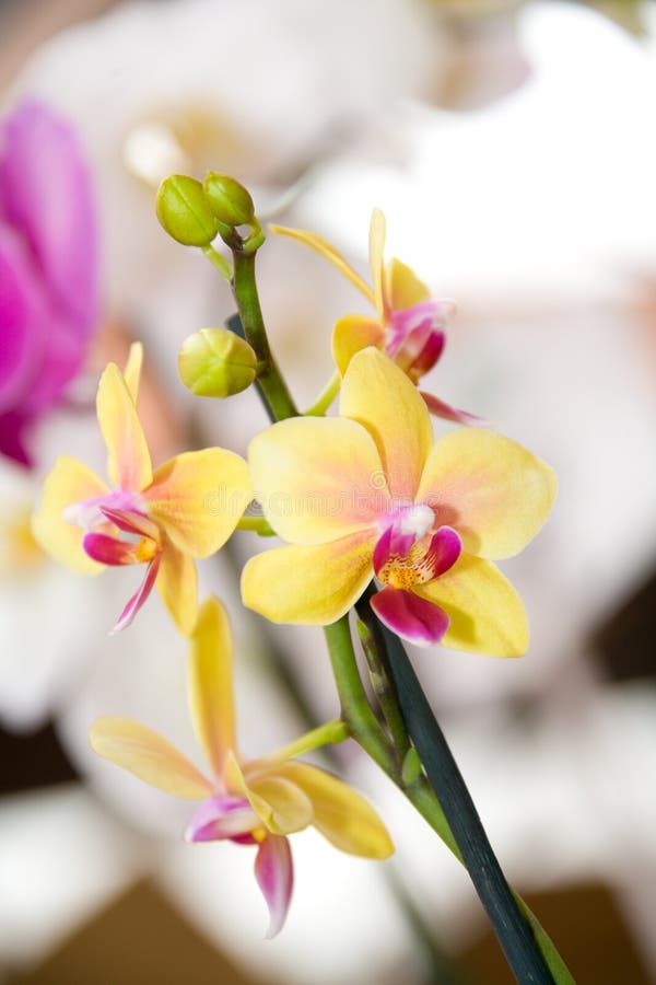 Beautiful colorful orchids stock photos