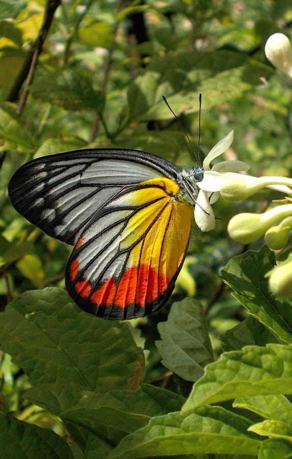 Una foto de pintado mariposa,, alimentación flor.