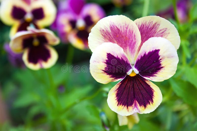 Beautiful colorful pansy royalty free stock images