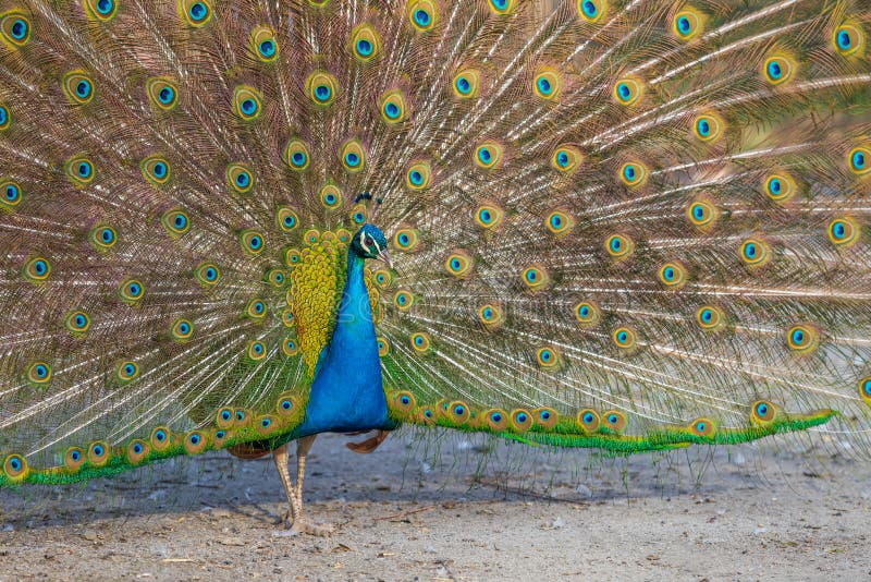 The beautiful colorful peacock bird has an outstretched tail royalty free stock photography
