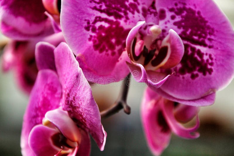 Phalenopsis Orchid plants in the garden in Spring