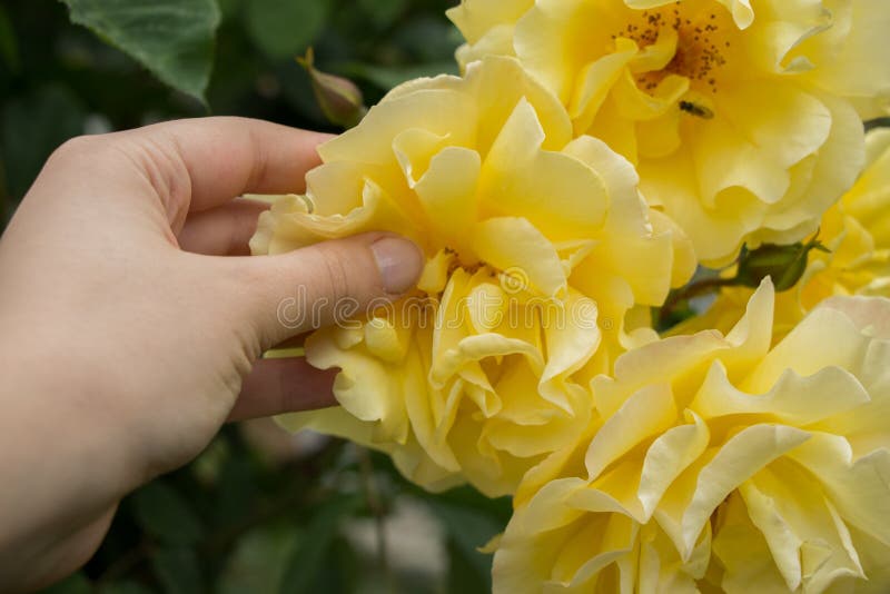 Beautiful Colorful Rose Flower in Hand Stock Image Image of green