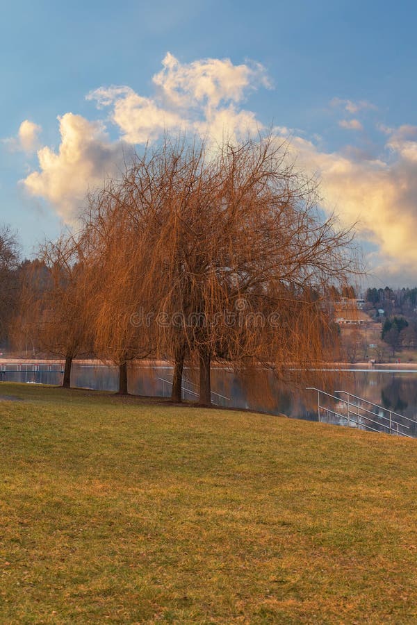 Beautiful colorful tree by the water. Willow stands by the dam. Blue sky with clouds royalty free stock photos