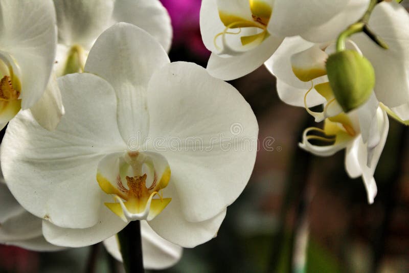 Phalenopsis Orchid plants in the garden in Spring