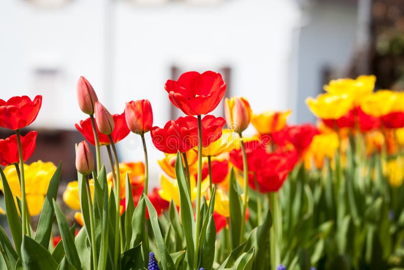 Beautiful colorful yellow red tulips flowers