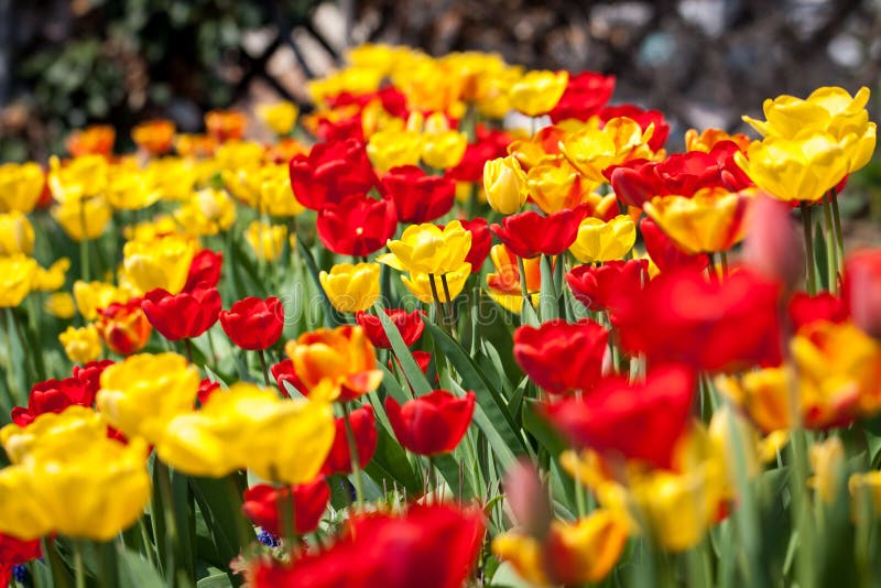 Beautiful Colorful Yellow Red Tulips Flowers Stock Image - Image of ...