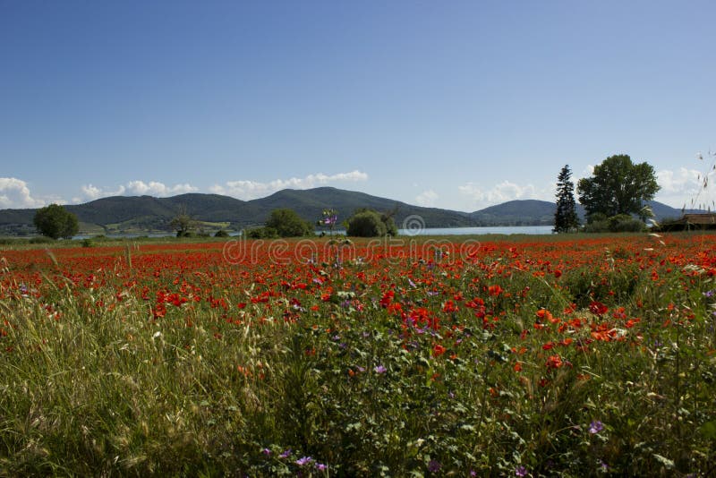 Landscape on Lake Trasimeno, Umbria, Italy, with field of red po royalty free stock photos Landscape on Lake Trasimeno, Umbria, Italy, with field of red po royalty free stock photos