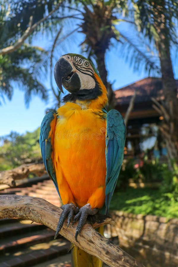 Beautiful colourful Ara Ararauna over tropical background. Blue-and-yellow macaw at Bali bird park ZOO. Blue-and-gold macaw, bird. Of Psittacidae family. One of stock images Beautiful colourful Ara Ararauna over tropical background. Blue-and-yellow macaw at Bali bird park ZOO. Blue-and-gold macaw, bird. Of Psittacidae family. One of stock images