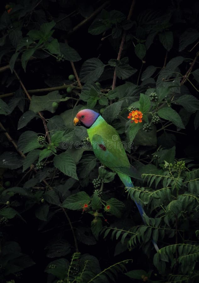 Beautiful Colourful Parrot Eating Food Stock Photo Image of parrot