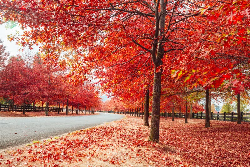 Beautiful Autumn Leaves Lining Street