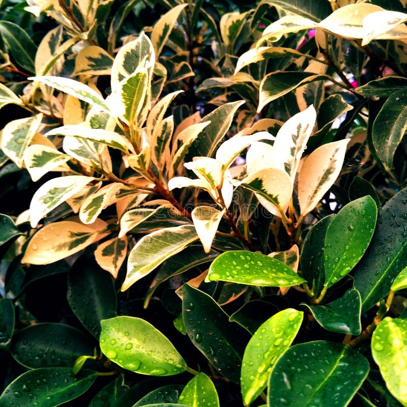 Beautiful Combination of Green and White Leaves Stock Photo Image of