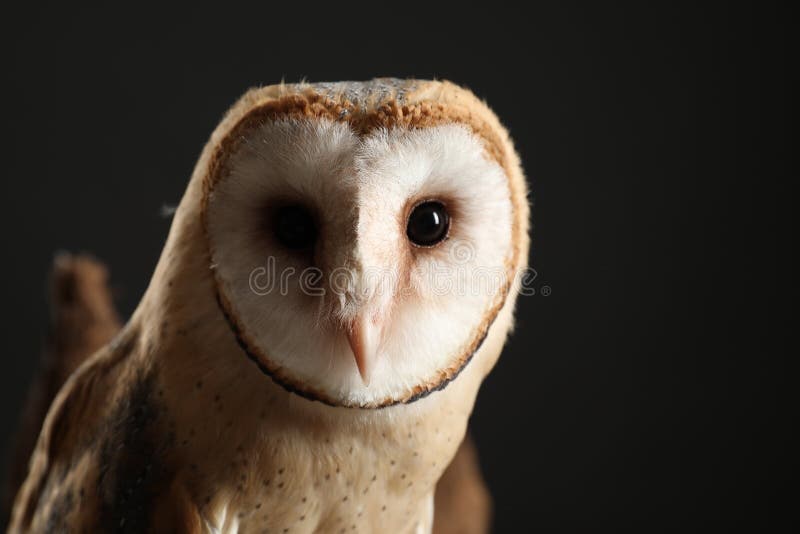 Beautiful Common Barn Owl on Black Background, Closeup Stock Image
