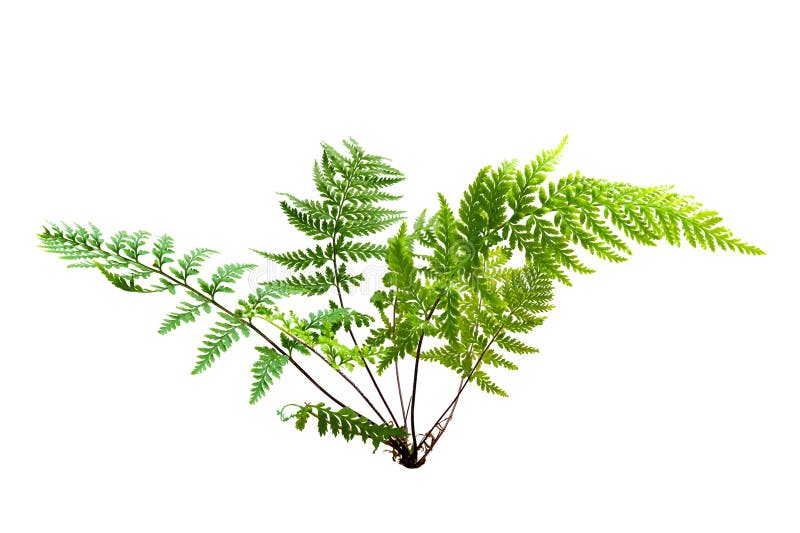 Beautiful composition with fern and other tropical leaves on white background. Fern leaf, Ornamental foliage, Fern isolated on royalty free illustration