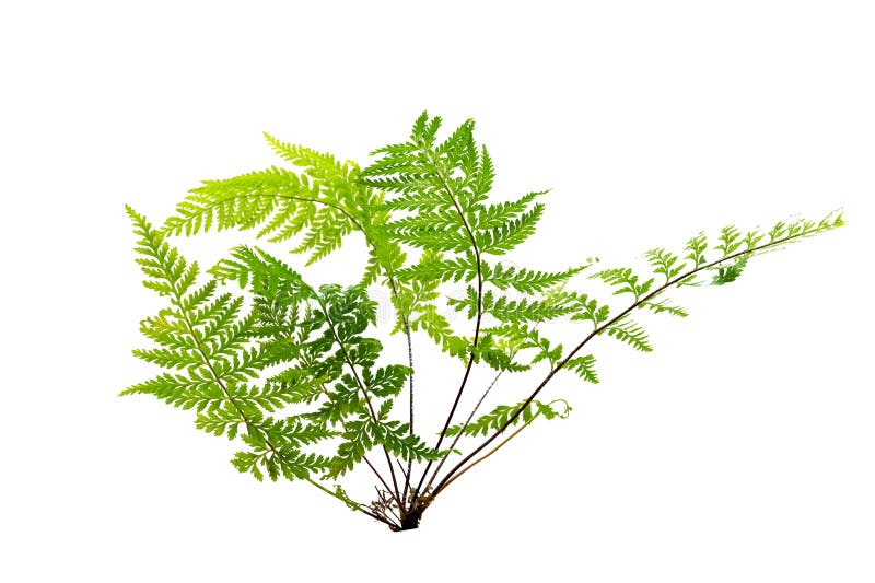 Beautiful composition with fern and other tropical leaves on white background. Fern leaf, Ornamental foliage, Fern isolated on stock illustration