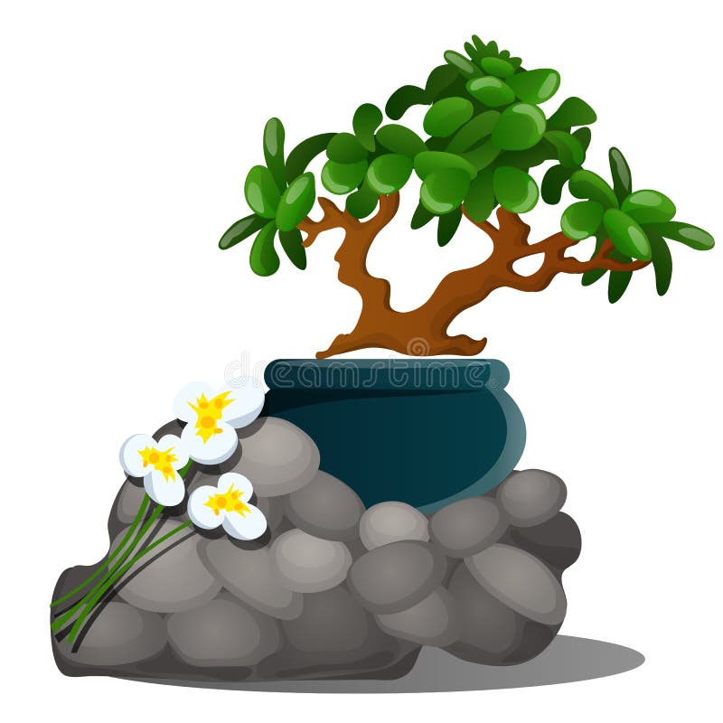 A beautiful composition of grey stones, a miniature potted tree bonsai and fresh spring flowers of daffodils isolated on royalty free illustration