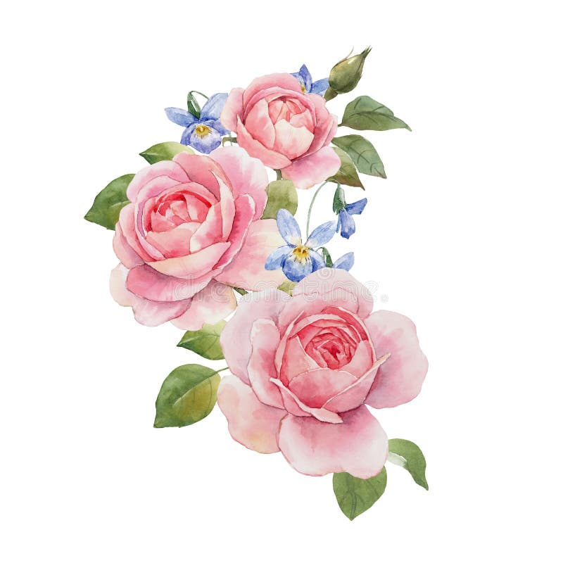 Watercolor Rose Composition Stock Illustration - Illustration of ...