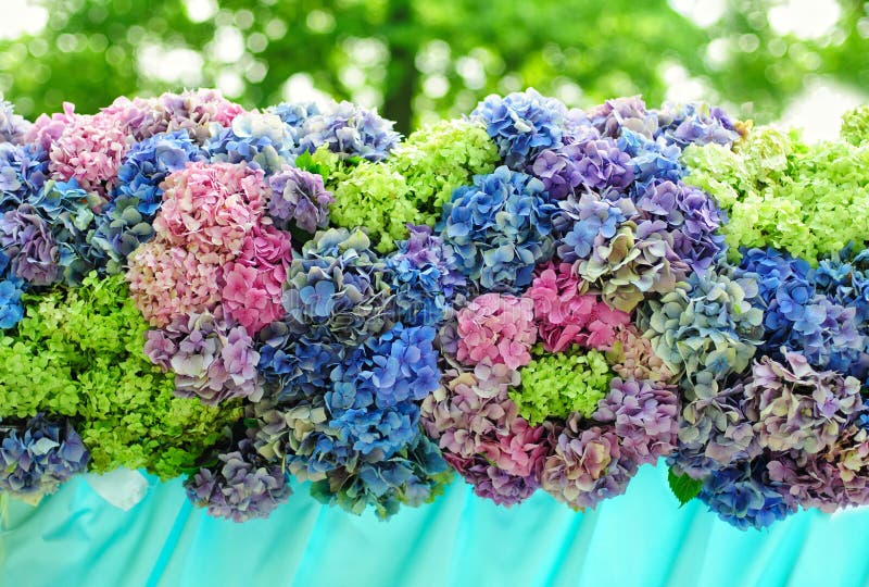 Beautiful composition of hydrangea royalty free stock photo