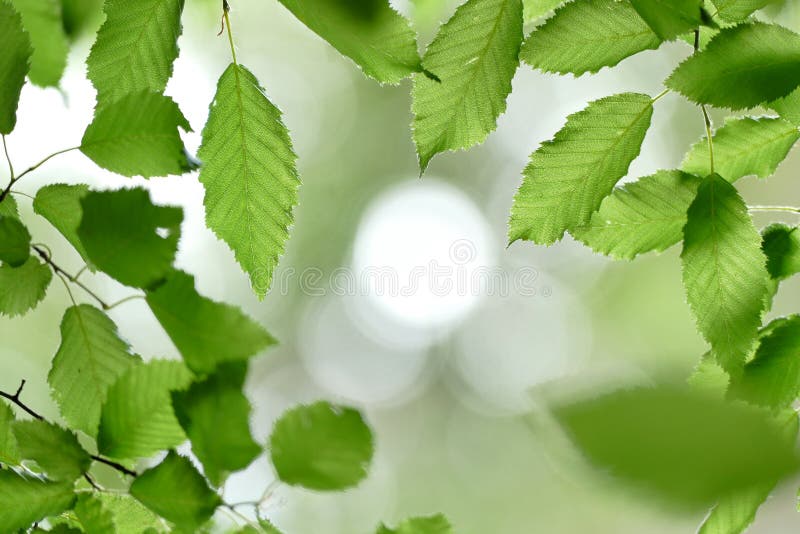 Beautiful composition of natural green leaves. Against the light, ivy, flower, fragment, retro, tileable, park, fence, macro, ecology, summer, meadow, garden stock photo Beautiful composition of natural green leaves. Against the light, ivy, flower, fragment, retro, tileable, park, fence, macro, ecology, summer, meadow, garden stock photo