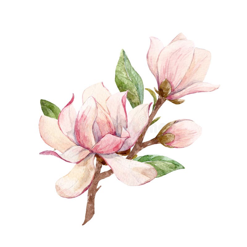 Watercolor Magnolia Floral Composition Stock Illustration ...