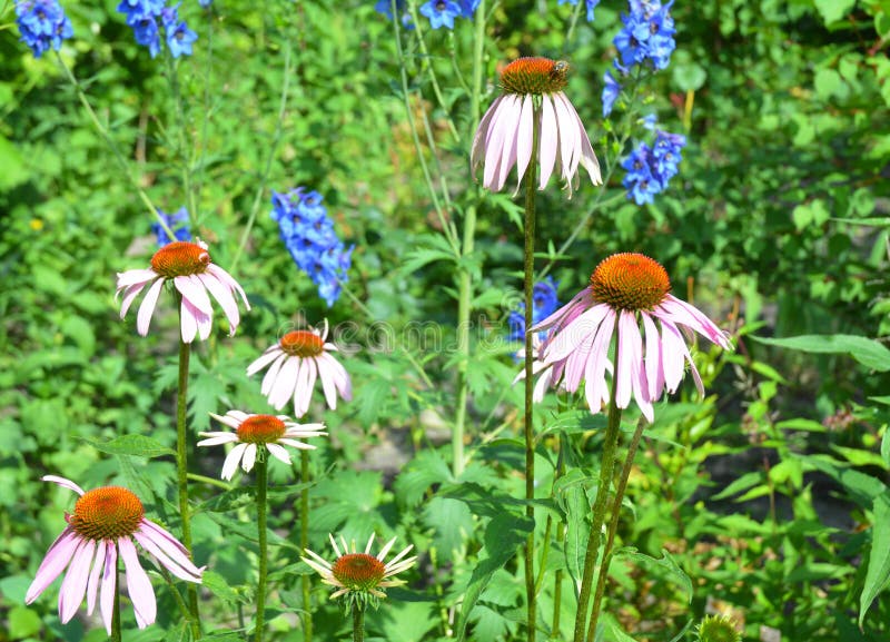 Beautiful coneflower or purple echinacea on summer bee-friendly flower bed. royalty free stock image Beautiful coneflower or purple echinacea on summer bee-friendly flower bed. royalty free stock image