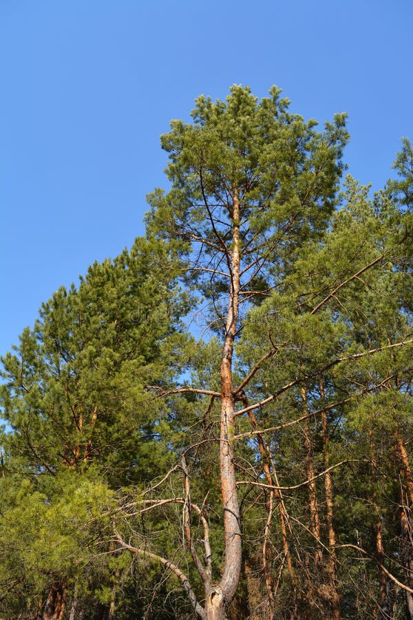 Beautiful conifer forest with green pines against clear blue sky stock photo