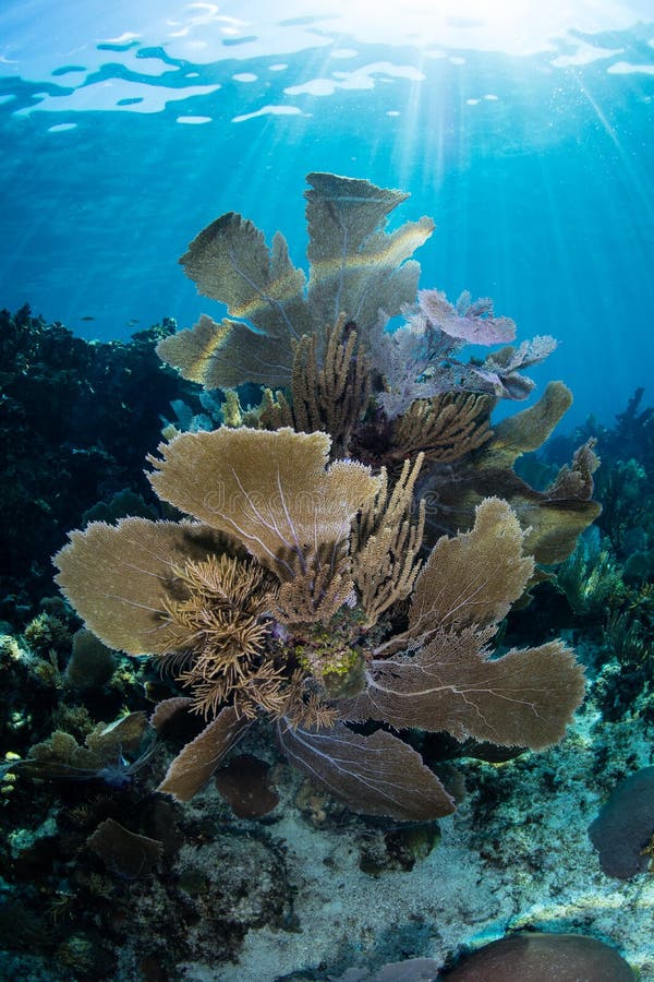 Beautiful Coral Reef in Caribbean Sea royalty free stock photo Beautiful Coral Reef in Caribbean Sea royalty free stock photo
